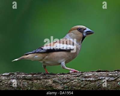 Female hawfinch in Summer plumage perched on branch Stock Photo