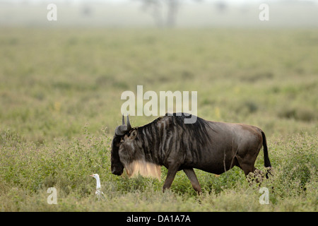 Wildebeest, gnu (Connochaetes taurinus) and Cattle Egret (Bubulcus ibis) together at savanna, Serengeti national park, Tanzania. Stock Photo