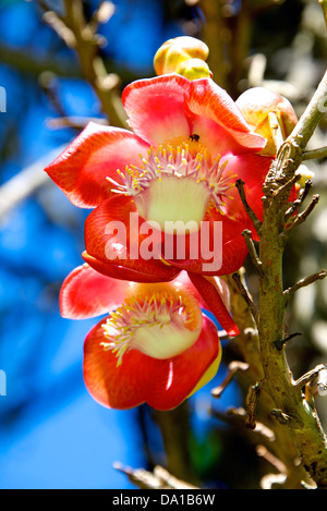 Closeup of magnificent Awapuhi (Torch Ginger) flower observed growing wild on the island of Mauritius. Stock Photo