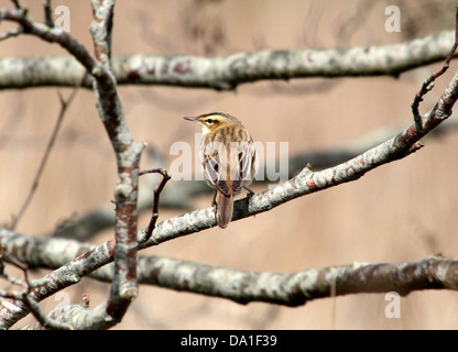 Sedge Warbler (Acrocephalus schoenobaenus) posing on a branch, seen from the back Stock Photo