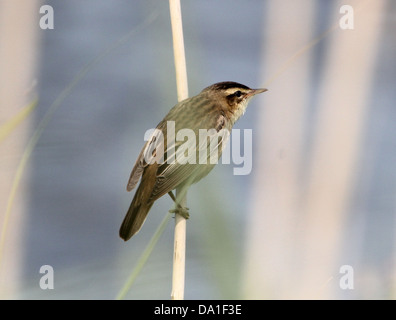 Close-up of a Sedge Warbler (Acrocephalus schoenobaenus) clinging to a reed and singing (series of 12 images) Stock Photo