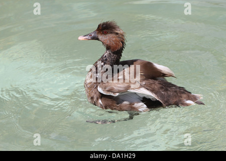 Detailed close-up of the brownish female Red-crested Pochard  (Netta rufina) swimming in a lake Stock Photo