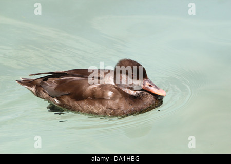 Detailed close-up of the brownish female Red-crested Pochard  (Netta rufina) swimming in a lake Stock Photo
