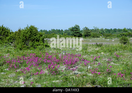 Beauty purple flowers Sticky Catchfly in a meadow in summer at the swedish island Oland, Stock Photo