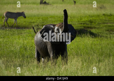 Elephant smelling the air (Loxodonta africana), Hwange National Park, Zimbabwe, Southern Africa Stock Photo
