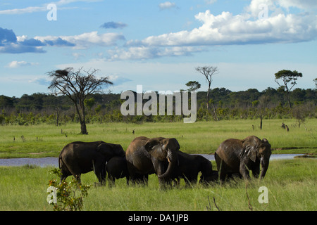 Elephant (Loxodonta africana), Hwange National Park, Zimbabwe, Southern Africa Stock Photo