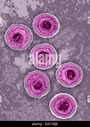 HERPES SIMPLEX VIRUS Stock Photo