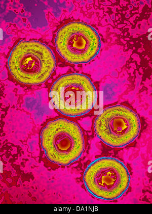 HERPES SIMPLEX VIRUS Stock Photo