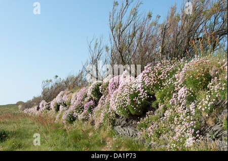 A wall covered in thrift flowers or sea pinks, or armeria in north Cornwall UK Stock Photo