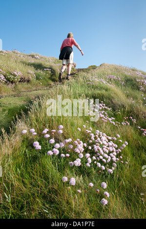 A woman walking the coast path past wild flowers North Cornwall UK near Porthcothan Stock Photo