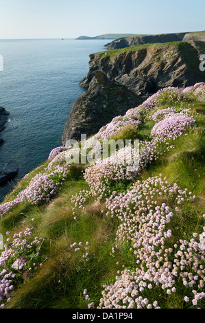 Wild flowers and dramatic coastal scenery on the Coast of North Cornwall UK near Porthcothan Stock Photo