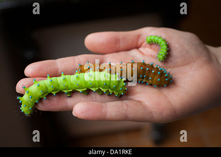 Giant Peacock Moth caterpillars (Saturnia pyri). Stock Photo