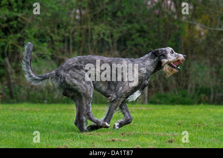 Irish wolfhound (Canis lupus familiaris) running in garden Stock Photo