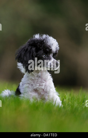 Miniature poodle / Dwarf poodle / Nain poodle (Canis lupus familiaris) puppy sitting in garden Stock Photo