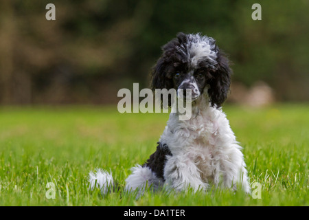 Miniature poodle / Dwarf poodle / Nain poodle (Canis lupus familiaris) puppy sitting in garden Stock Photo