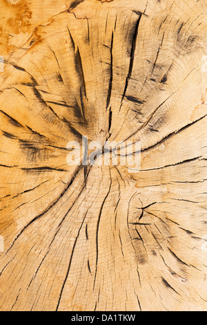 Split dead tree trunk pattern Stock Photo