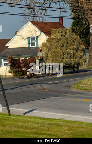 An Amish farmer in Lancaster County, PA, uses his mule-drawn tireless wagon to transport freshly harvested hay to his barn. Stock Photo