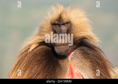 Gelada baboon (Theropithecus Gelada), Simien mountains national park, Ethiopia Stock Photo