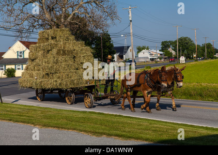 An Amish farmer in Lancaster County, PA, uses his mule-drawn tireless wagon to transport freshly harvested hay to his barn. Stock Photo