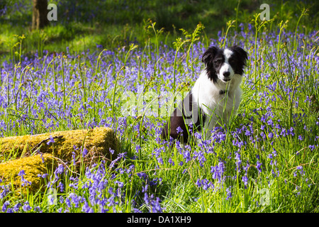 A Border Collie amongst Bluebells growing in Jiffey Knotts woods at Brathey, near Ambleside Stock Photo
