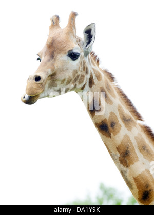 Closeup of giraffe chewing food, looking and staying alert Stock Photo