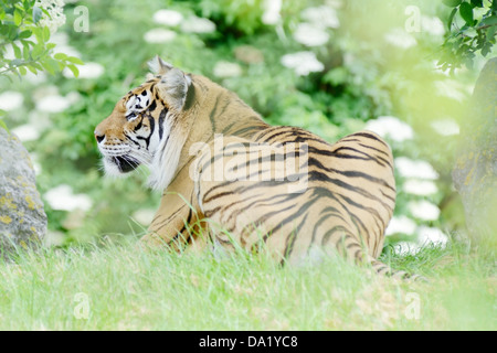 A lone tiger resting in the shade on a sunny day Stock Photo