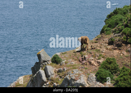 The coastline and area around Devils hole in Jersey. Stock Photo