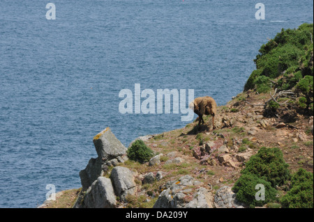 The coastline and area around Devils hole in Jersey. Stock Photo