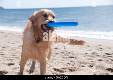 A playful Golden Retriever male dog on a beach in Cornwall, playing with his frisbee. Stock Photo