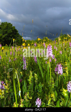 Common  Spotted Orchid, Summer Meadow Gloucestershire UK Stock Photo