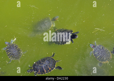 Red-eared slider aquatic turtles swimming in a pond. Stock Photo