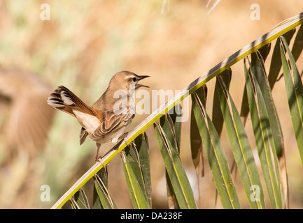 Rufous Bush Robin (Cercotrichas galactotes) on a palm frond on Lesvos, Greece. Stock Photo