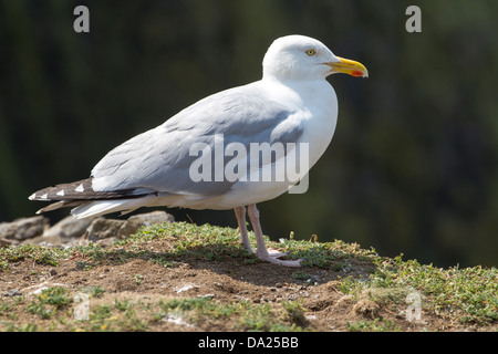 European Herring Gull (Larus argentatus) in breeding plumage Stock Photo