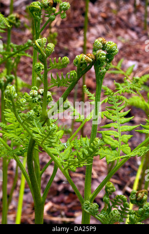 Bracken (Pteridium aquilinum) young sprouts Stock Photo