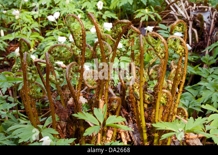 Narrow buckler-fern (Dryopteris carthusiana) young sprouts Stock Photo