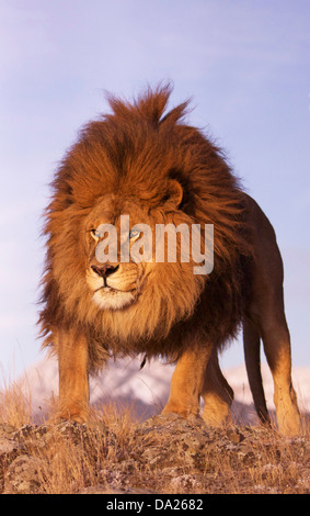 Barbary Lion at dawn. Stock Photo