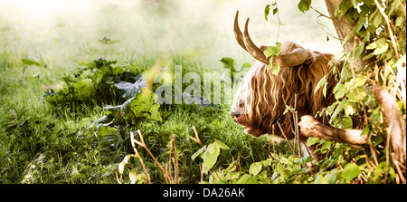 Highland cow resting by a tree in a grassy field close up Stock Photo