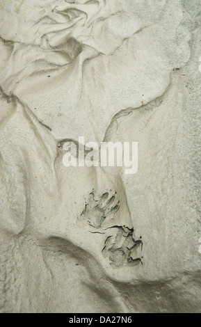 Raccoon tracks in mud of exposed riverbed, Elwha River restoration, Olympic Peninsula, Washington Stock Photo