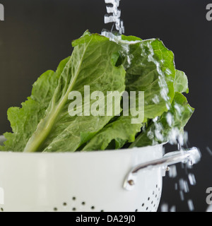 Close up of lettuce in colander under water splash, studio shot Stock Photo