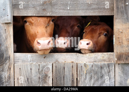 cow cows bull bulls steer calf calves animal animals livestock three barn wood old vintage farm farms farmer farmers angus Angus Stock Photo