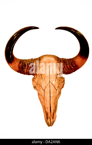 Buffalo skull isolated on white background Stock Photo