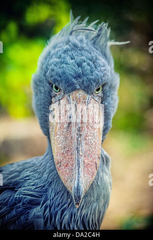 African Shoebill (Balaeniceps rex) also known as Whalehead or Shoe-billed Stork Stock Photo