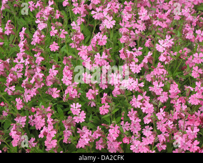 many small pink flowers Stock Photo