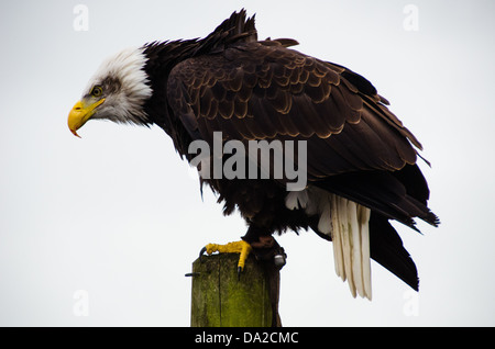 American Bald Eagle Feet Stock Photo: 4961027 - Alamy