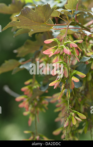 Sycamore acer tree seeds fruit developing in grape like clumps on branches ready for wind dispersal