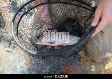 USA, Montana, North Fork, Blackfoot River, Fisherman holding fresh trout in net