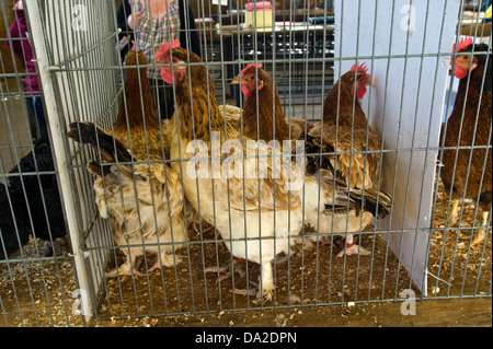 Poultry auction at monthly farmers market in Malton Ryedale North Yorkshire England UK Stock Photo