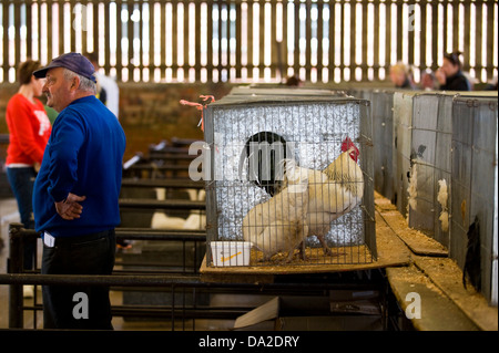 Poultry auction at monthly farmers market in Malton Ryedale North Yorkshire England UK Stock Photo