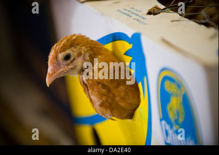 Poultry auction at monthly farmers market in Malton Ryedale North Yorkshire England UK Stock Photo