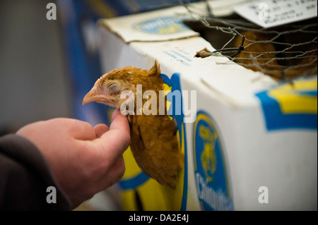 Poultry auction at monthly farmers market in Malton Ryedale North Yorkshire England UK Stock Photo